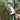 Telescopic Branch Saw - High-Altitude Fruit Tree Pruner - Shop Wood Tools