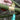 Garden Grafting  Peeling Tool - Pruning Scissors for Fruit Trees Grapes and Shrubs - Shop Wood Tools