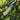 2-in-1 Cordless Electric Trimmer  Pruner for Makita 18V Battery - Grass Shear  Hedge Tool - Shop Wood Tools