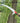 Telescopic Branch Saw - High-Altitude Fruit Tree Pruner - Shop Wood Tools