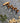 Wood Carving Tools Set - 7-Piece Gravers and Burins for Detailed Microcarving - Shop Wood Tools