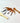 Bowl Carving Kit - 6-Piece Spoon Gouge Set for Woodworking - Shop Wood Tools
